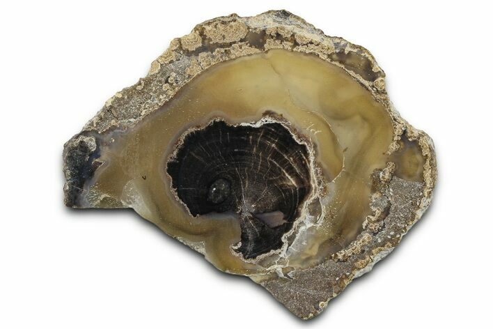 Petrified Wood (Schinoxylon) Limb Section - Blue Forest, Wyoming #371108